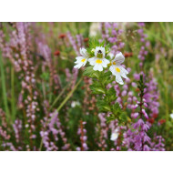 Ogentroosttinctuur (Euphrasia officinalis)