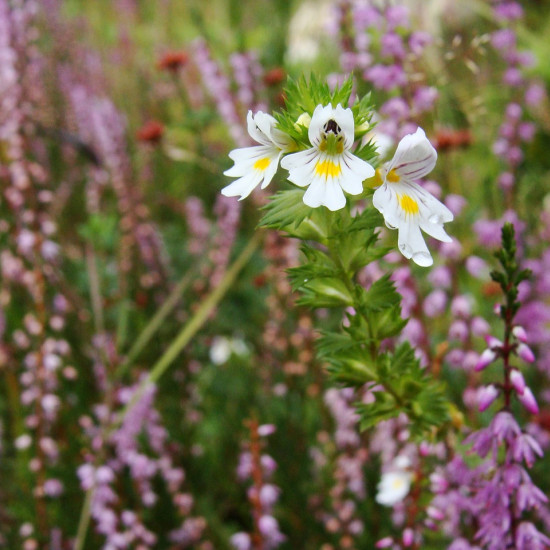 Ogentroosttinctuur (Euphrasia officinalis)