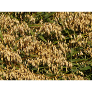 Havertinctuur (Avena sativa)