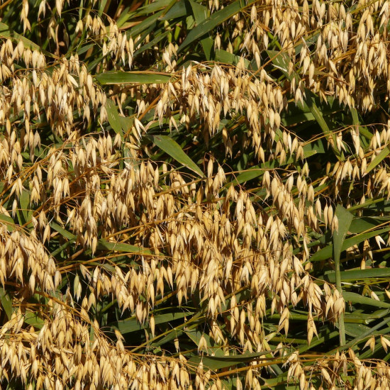 Havertinctuur (Avena sativa)