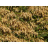 Havertinctuur (Avena sativa)