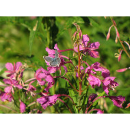 Wilgenroosjetinctuur (Epilobium angustifolium) 
