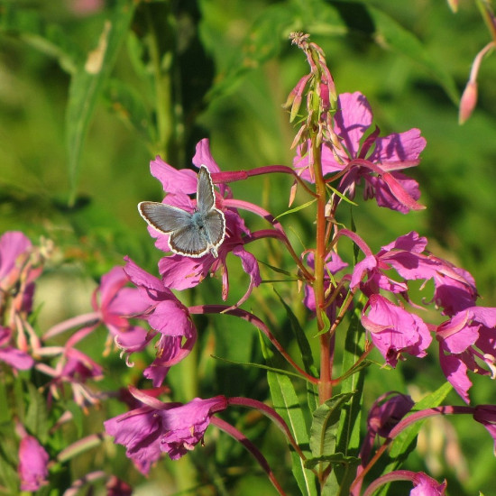 Wilgenroosjetinctuur (Epilobium angustifolium) 