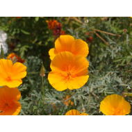 Slaapmutsjetinctuur (Eschscholzia californica)