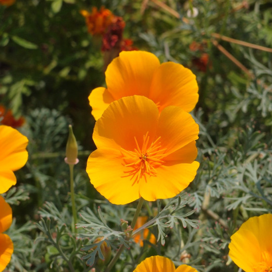 Slaapmutsjetinctuur (Eschscholzia californica)