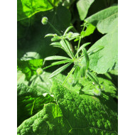 Kleefkruidtinctuur (Galium aparine)