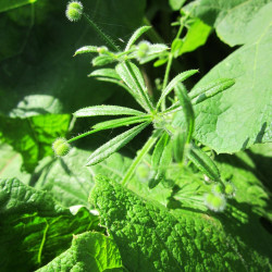 Kleefkruidtinctuur (Galium aparine)