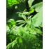 Kleefkruidtinctuur (Galium aparine)