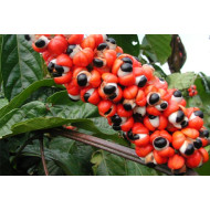 Guaranatinctuur  (Paullinia cupana)