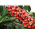 Guaranatinctuur  (Paullinia cupana)