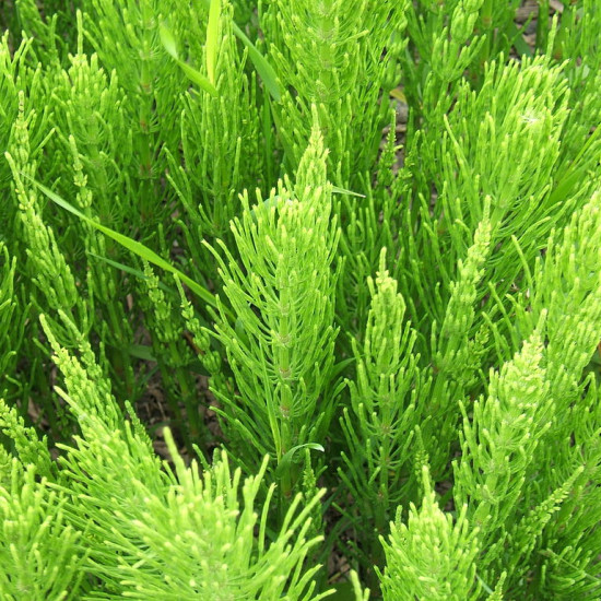 Heermoes extract  (Equisetum arvense)