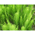 Heermoesextract  (Equisetum arvense)