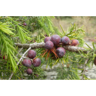 Jeneverbestinctuur  (Juniperus communis)