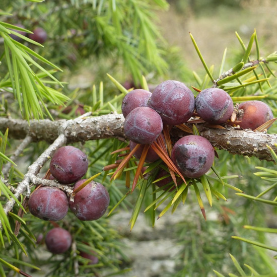 Jeneverbestinctuur  (Juniperus communis)