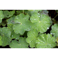 Vrouwenmanteltinctuur (Alchemilla vulgaris)