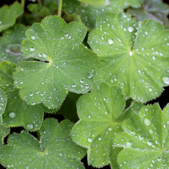 Vrouwenmanteltinctuur (Alchemilla vulgaris)