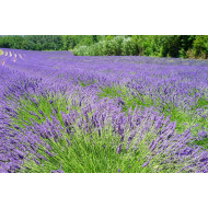 Lavendeltinctuur (Lavandula angustifolia) 