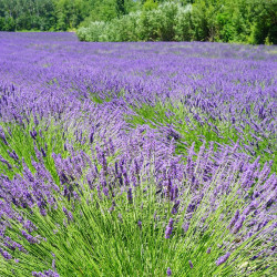 Lavendeltinctuur (Lavandula angustifolia) 