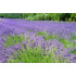 Lavendeltinctuur (Lavandula angustifolia) 