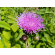 Mariadistelextract  (Silybum marianum/Carduus marianus)