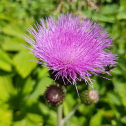 Mariadistelextract  (Silybum marianum/Carduus marianus)