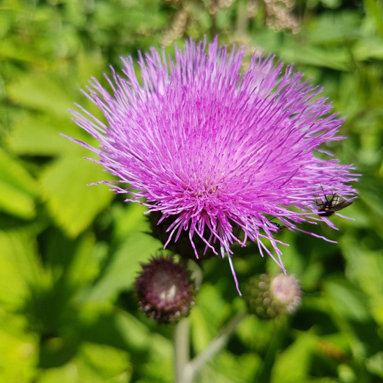 Mariadistel extract  (Silybum marianum/Carduus marianus)