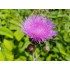 Mariadistelextract  (Silybum marianum/Carduus marianus)