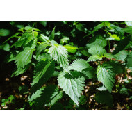 Brandneteltinctuur (Urtica dioica)
