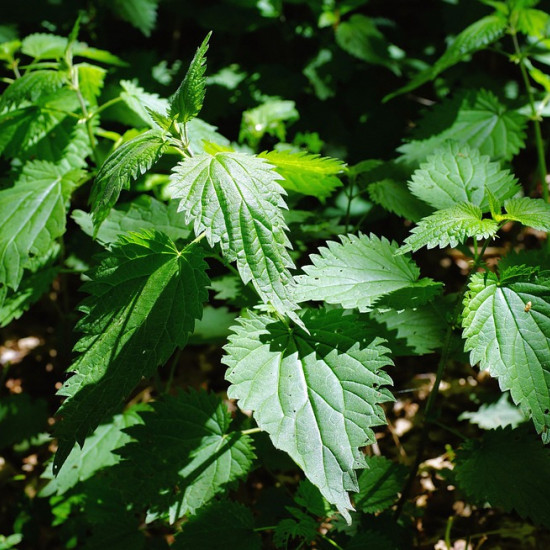 Brandneteltinctuur (Urtica dioica)