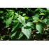 Brandneteltinctuur (Urtica dioica)