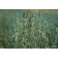 Haverextract  (Avena sativa)