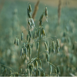 Haverextract  (Avena sativa)