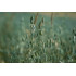 Haverextract  (Avena sativa)