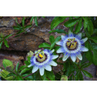 Passiebloemcomplex  (Passiflora complex )