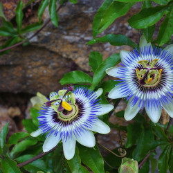 Passiebloemcomplex  (Passiflora complex )