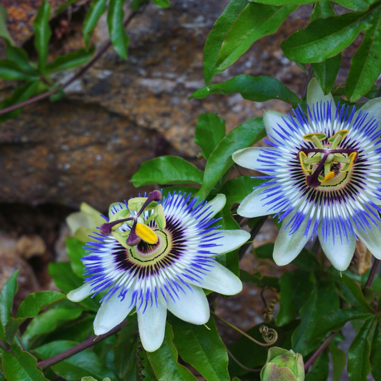 Passiebloemcomplex  (Passiflora complex )