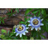 Passiebloemcomplex  (Passiflora complex )