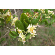 Boldotinctuur  (Peumus boldus)