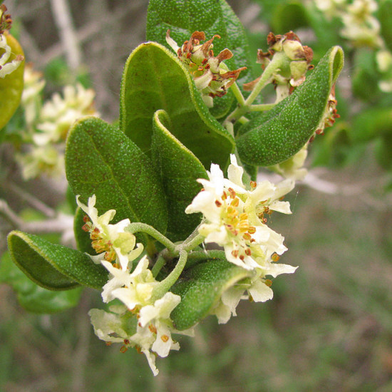 Boldotinctuur  (Peumus boldus)