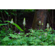 Duivelsklauwextract  (Harpagophytum)