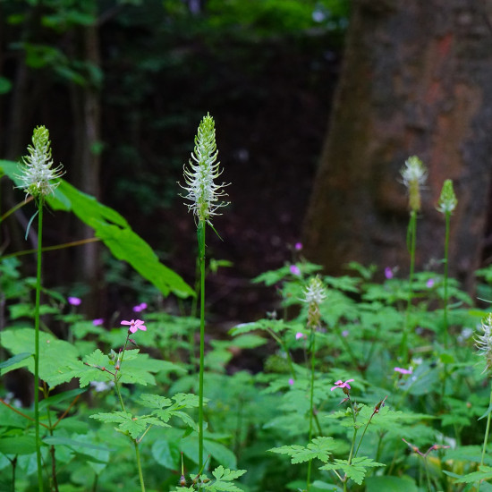 Duivelsklauw extract  (Harpagophytum)