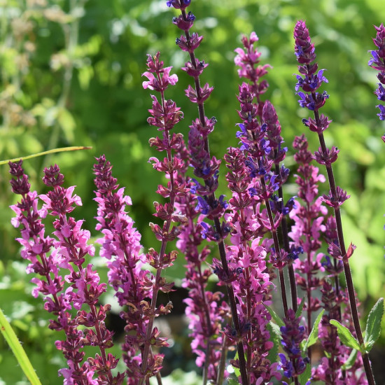 Salietinctuur  (Salvia officinalis)