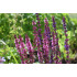Salietinctuur  (Salvia officinalis)