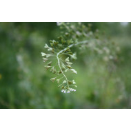 Herderstasjetinctuur  (Capsella bursa pastoris)