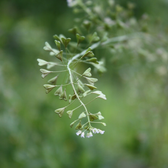 Herderstasjetinctuur  (Capsella bursa pastoris)