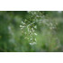 Herderstasjetinctuur  (Capsella bursa pastoris)