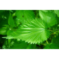 Brandnetelcomplex  (Urtica complex)