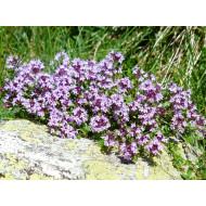 Tijmtinctuur (Thymus vulgaris)
