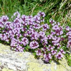 Tijmtinctuur (Thymus vulgaris)