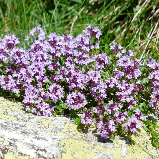 Tijmtinctuur (Thymus vulgaris)